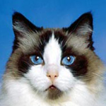 Funny Cats Puzzle