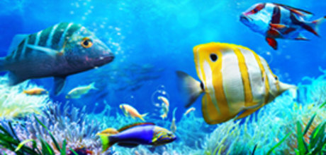 Let's Fish